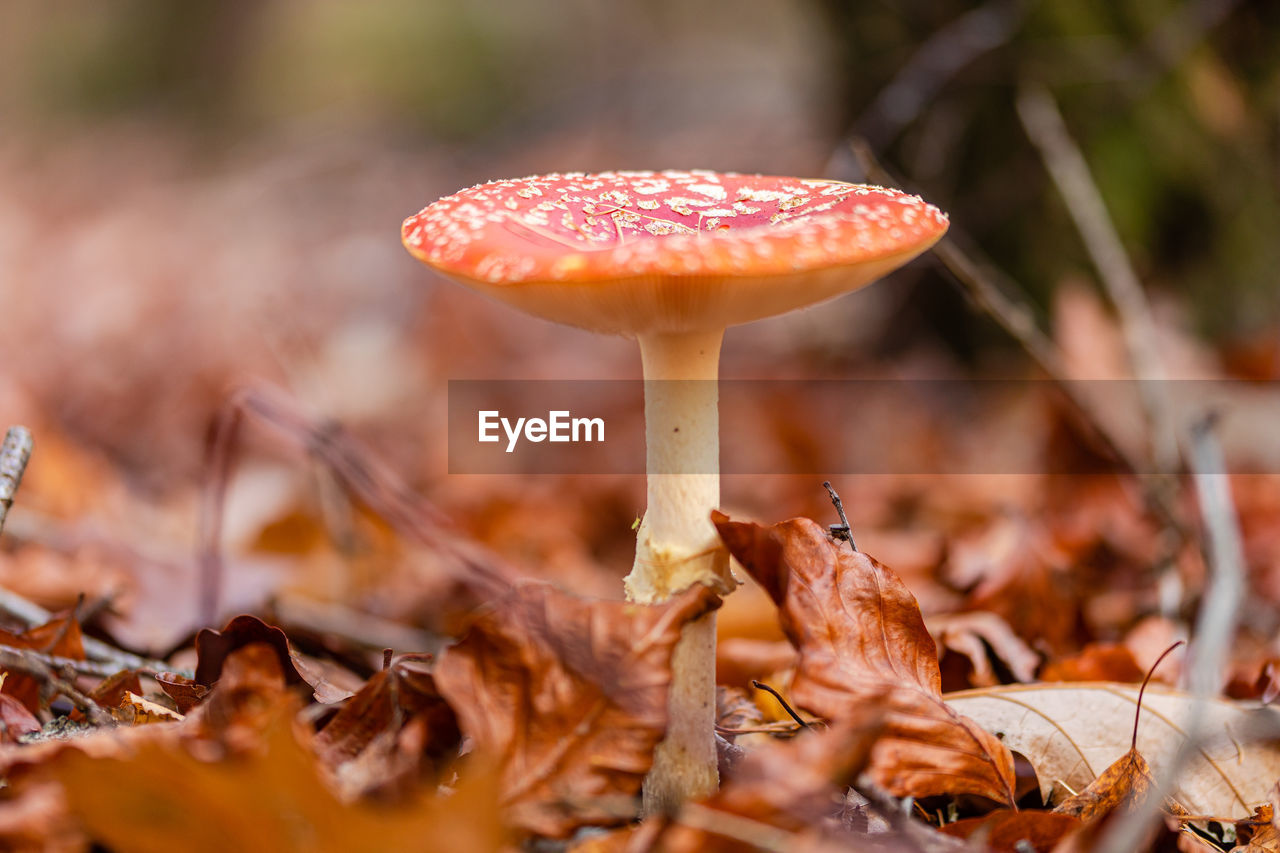 CLOSE-UP OF FLY AGARIC MUSHROOM ON FIELD