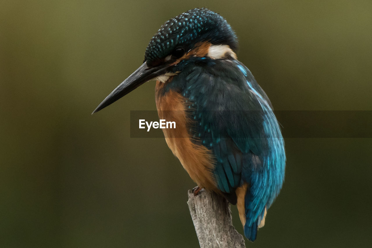 CLOSE-UP OF BIRD