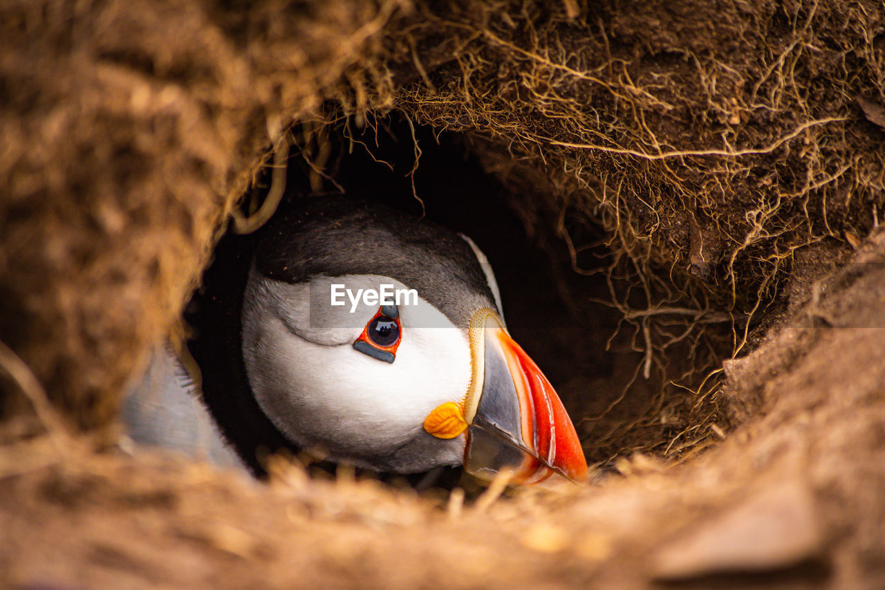 animal themes, animal, bird, puffin, animal wildlife, wildlife, close-up, beak, one animal, nature, no people, animal body part, animal nest, portrait, outdoors