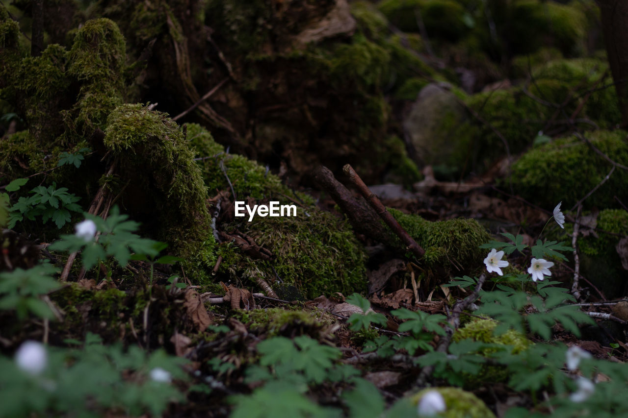forest, green, plant, natural environment, nature, woodland, rainforest, vegetation, moss, jungle, land, leaf, tree, growth, no people, flower, non-vascular land plant, beauty in nature, plant part, wilderness, selective focus, day, outdoors, tranquility, environment, old-growth forest, stream, field, food, autumn