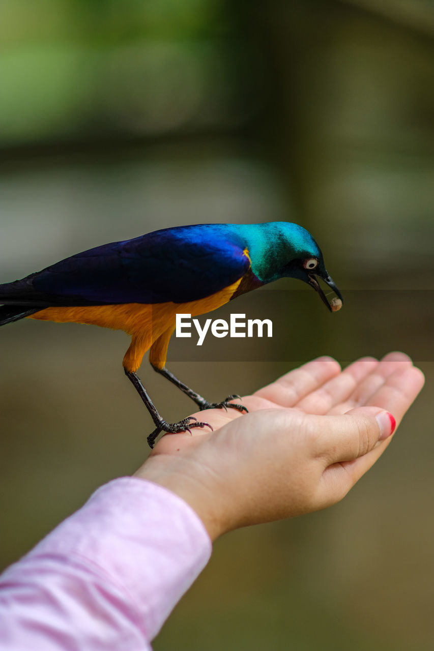 Cropped hand of woman feeding bird outdoors