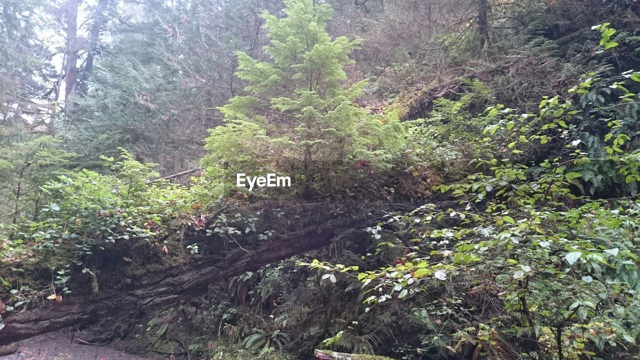 VIEW OF TREES IN FOREST