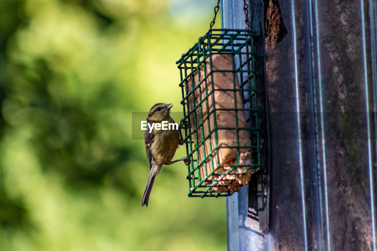 Bird on a bird feeder 