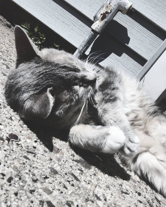 PORTRAIT OF CAT LYING DOWN ON FLOOR