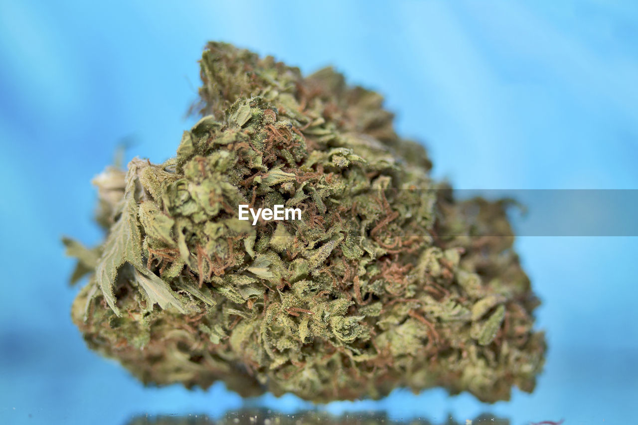 Medical marijuana flower for dispensary menu. cannabis bud