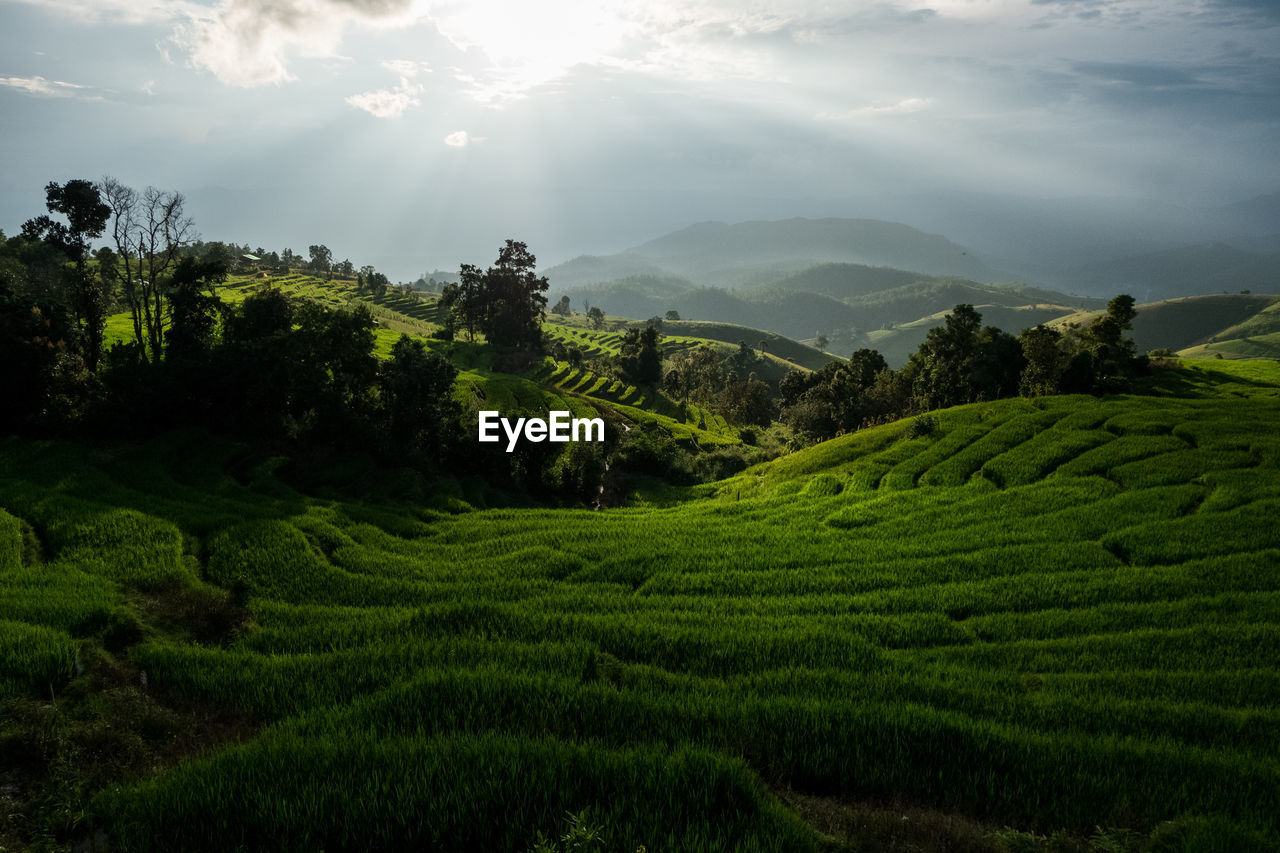 SCENIC VIEW OF FARM AGAINST SKY