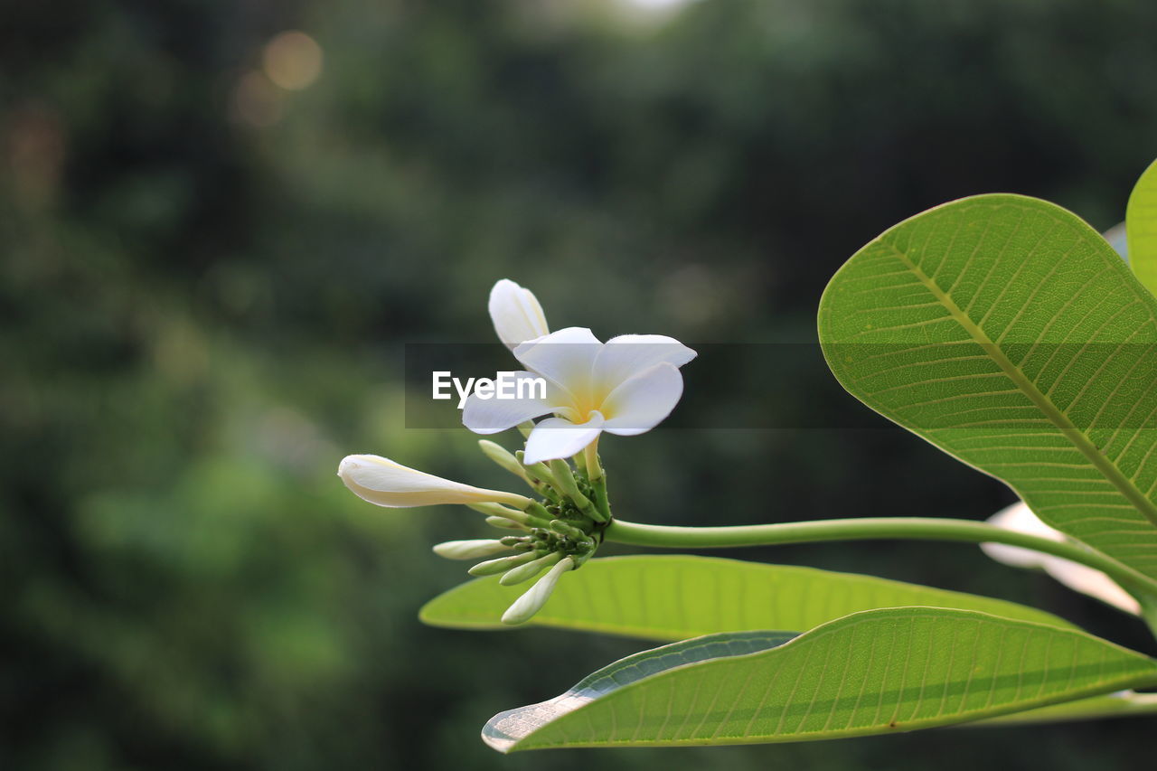 Close-up of white flowering plant