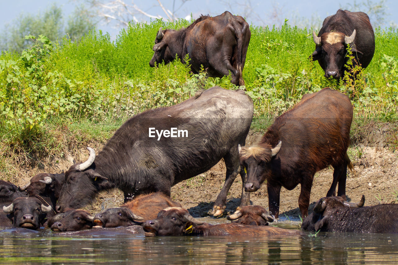 SHEEP IN A WATER