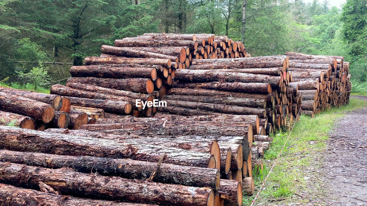 logging, tree, deforestation, log, timber, firewood, forest, lumber industry, wood, large group of objects, plant, abundance, lumber, nature, environmental issues, no people, woodpile, land, day, fossil fuel, power generation, heap, outdoors, arrangement, environmental damage, field, tranquility, landscape, non-urban scene, environment