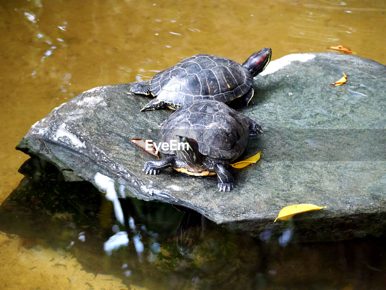 High angle view of tortoise on rock