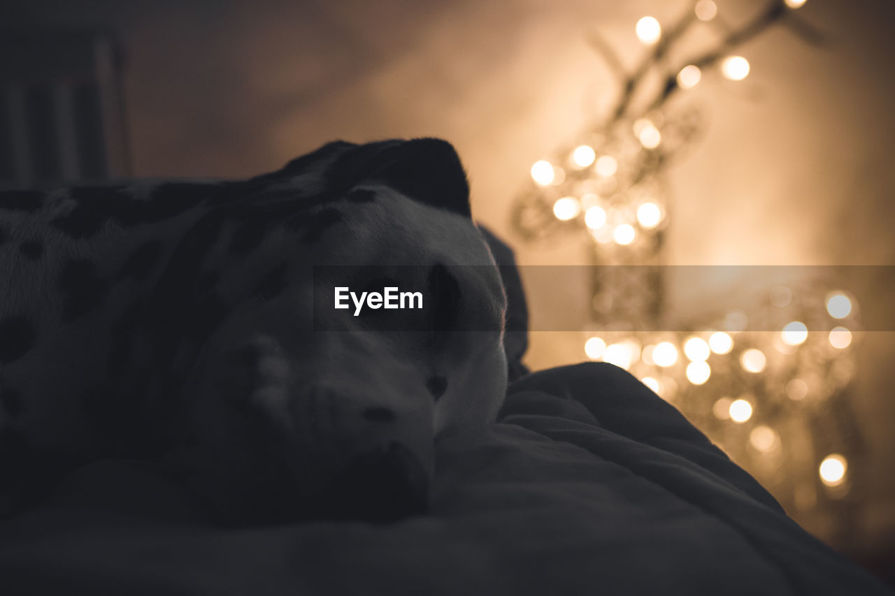 Close-up of dalmatian dog lying on bed by illuminated string lights