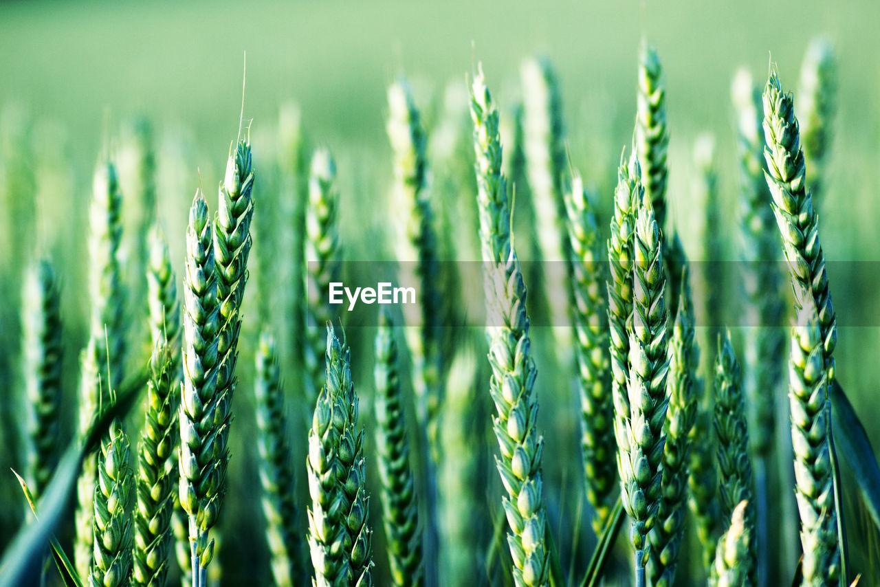 Close-up of stalks in field