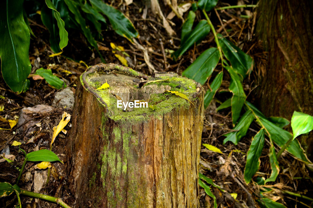 Close-up of moss on tree stump