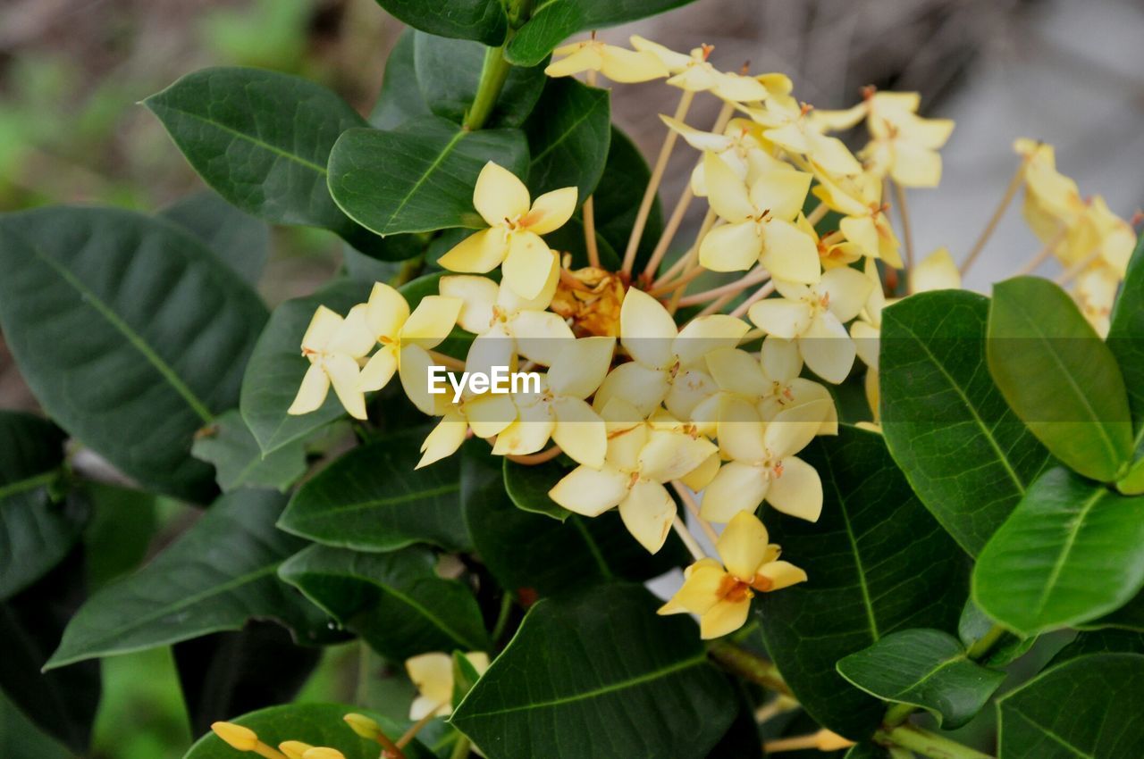 CLOSE-UP OF FRESH WHITE FLOWERS BLOOMING IN PLANT