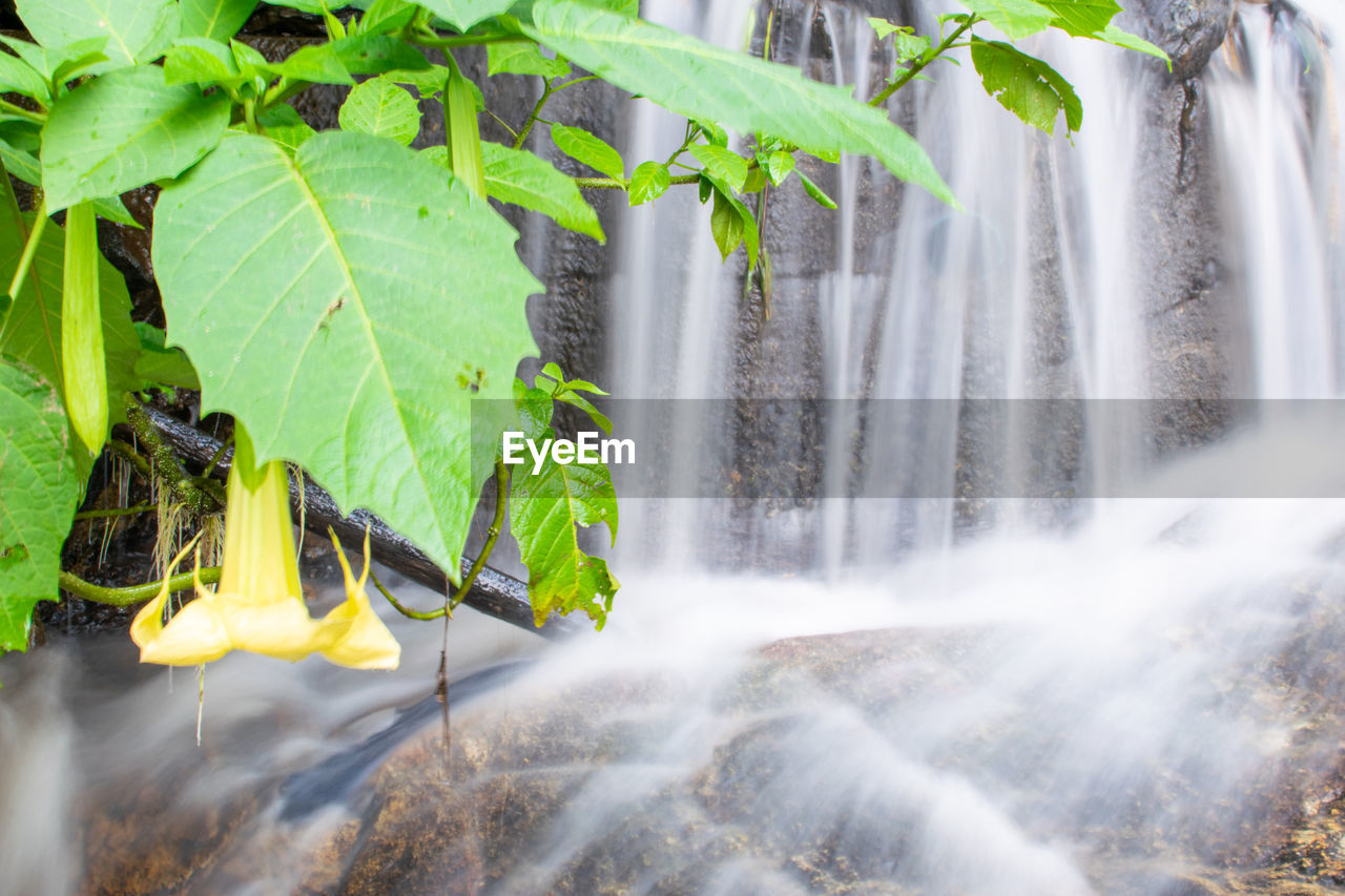 waterfall, nature, beauty in nature, plant, leaf, water, plant part, environment, scenics - nature, green, land, tree, water feature, forest, motion, rainforest, landscape, outdoors, growth, no people, travel, fog, tropical climate, jungle, body of water, autumn, long exposure, travel destinations, day, tourism, environmental conservation, sunlight, rock, non-urban scene