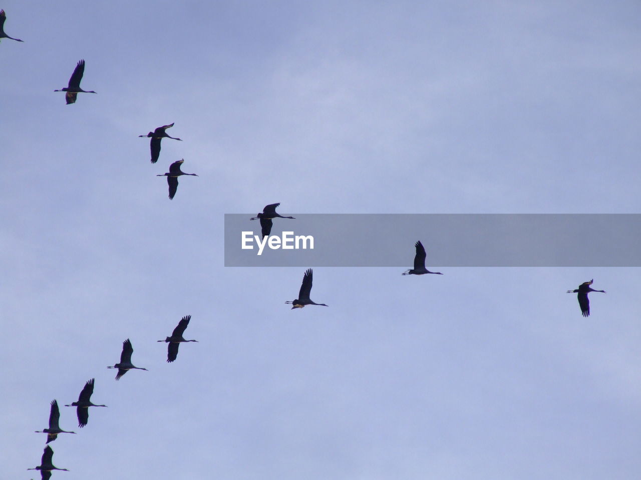 LOW ANGLE VIEW OF BIRDS IN THE SKY