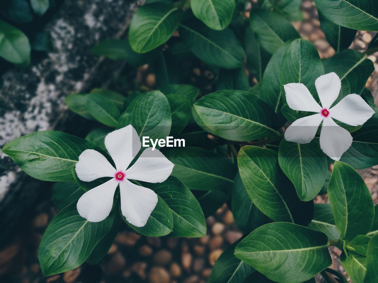 CLOSE-UP OF BLOOMING PLANT