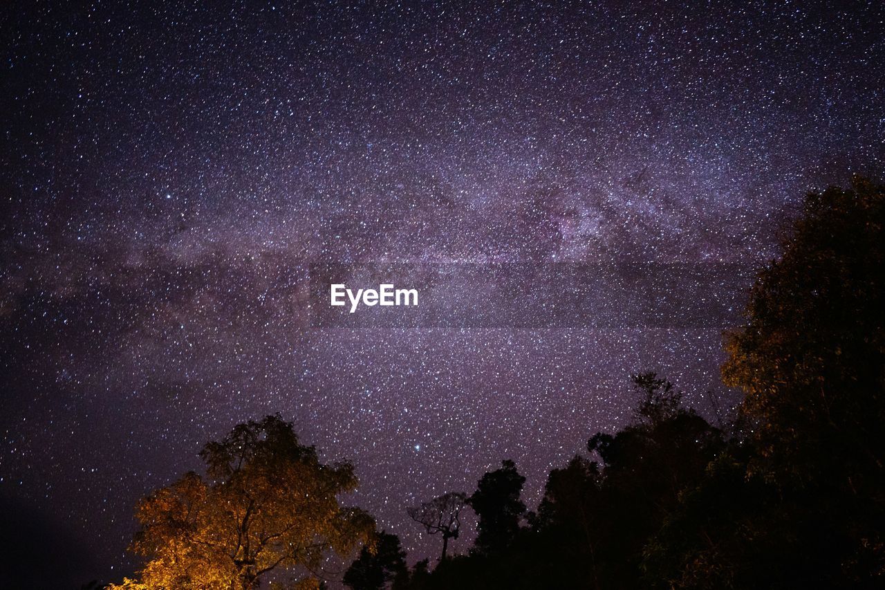 Low angle view of trees against sky at night with milky way