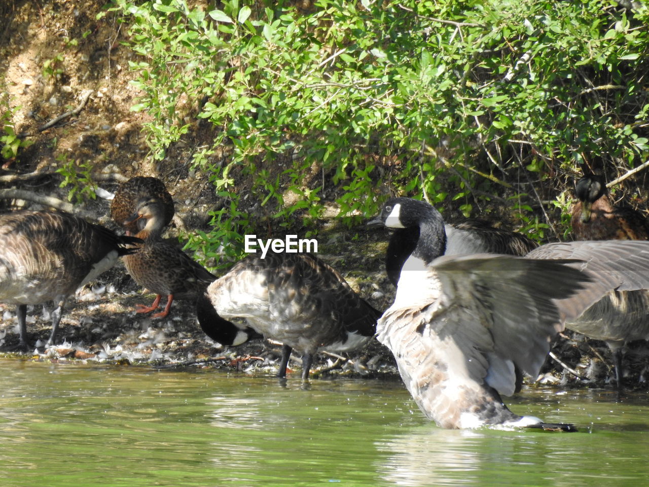 SIDE VIEW OF BIRDS IN LAKE