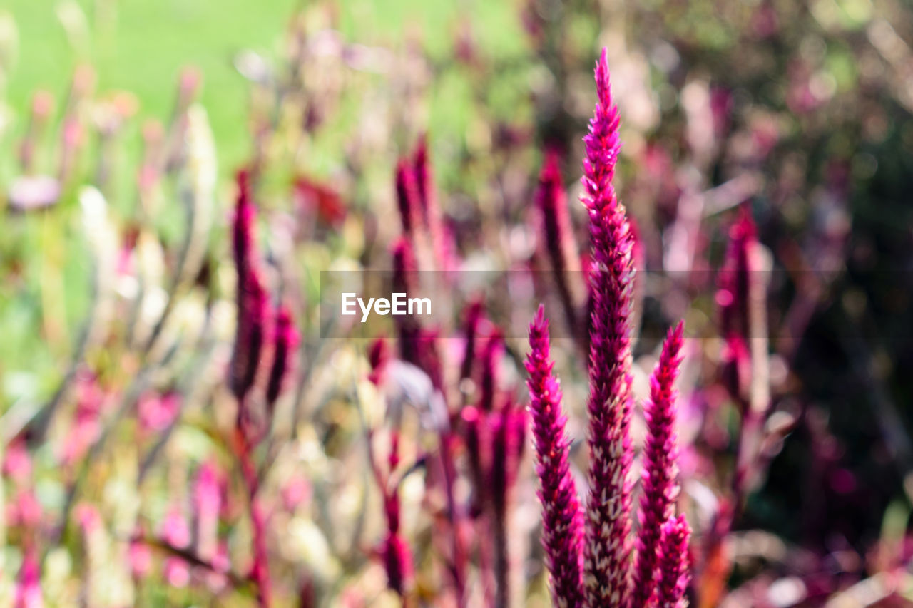 Close-up of fresh pink flowers blooming outdoors