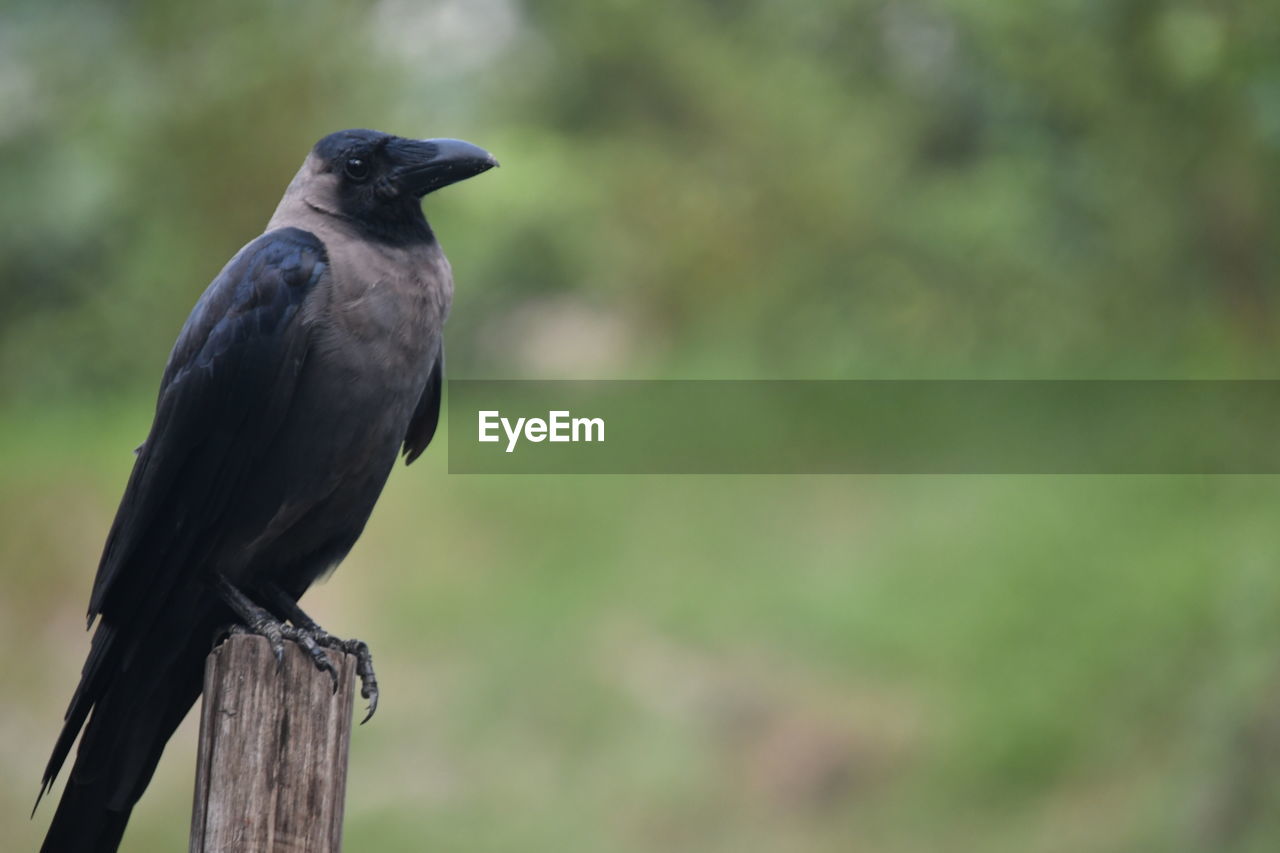 Close-up of raven perching on wood