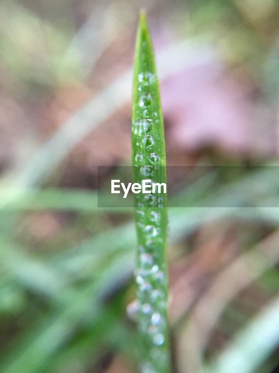 CLOSE-UP OF FRESH GREEN LEAF