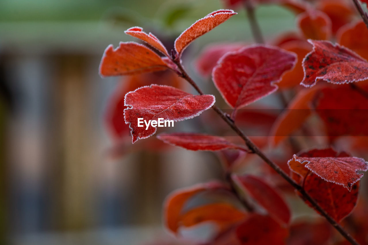 CLOSE-UP OF RED ROSE ON LEAVES