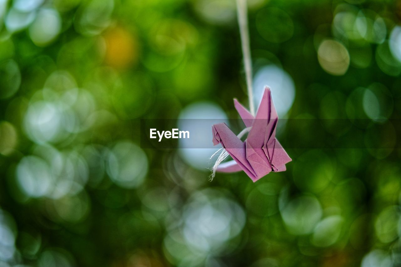 CLOSE-UP OF PINK FLOWER