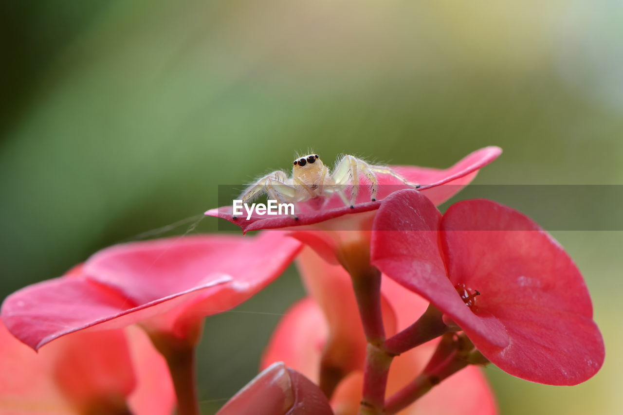 CLOSE-UP OF INSECT POLLINATING ON PINK FLOWER