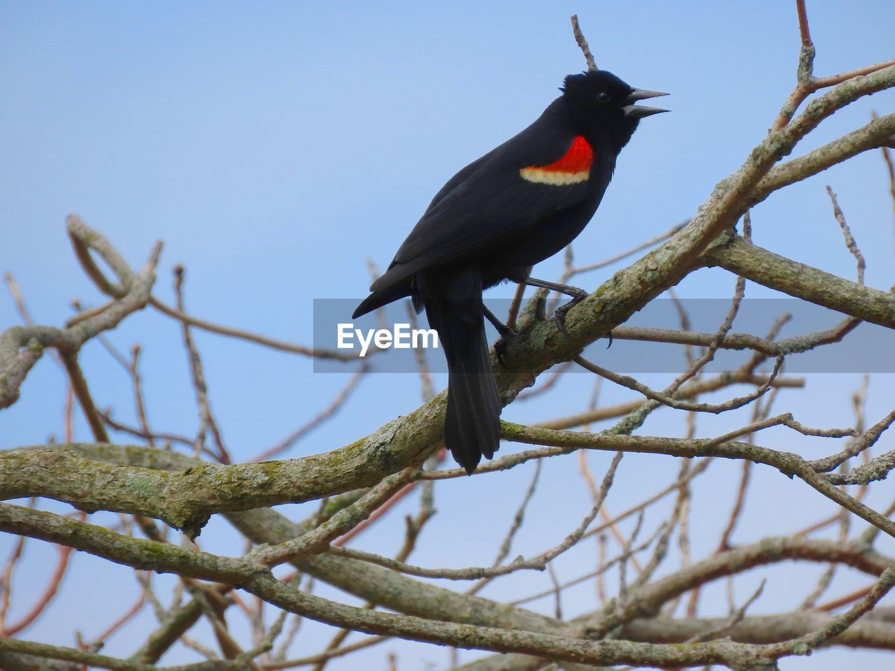 BIRD PERCHING ON A TREE