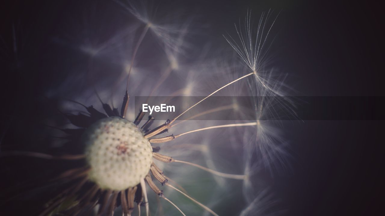 CLOSE-UP OF DANDELION ON BLACK BACKGROUND