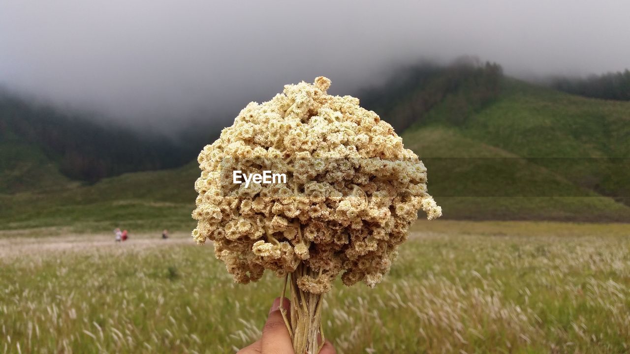 Edelwisse flower at the bromo mountain