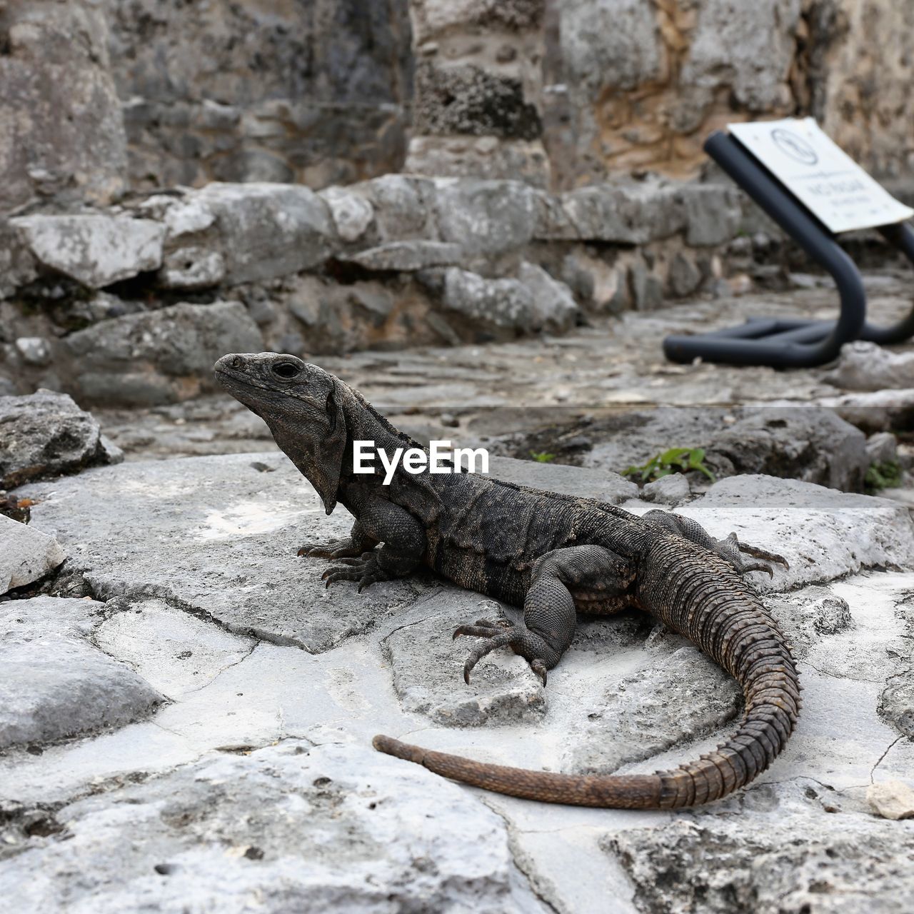 Close-up of lizard on rock