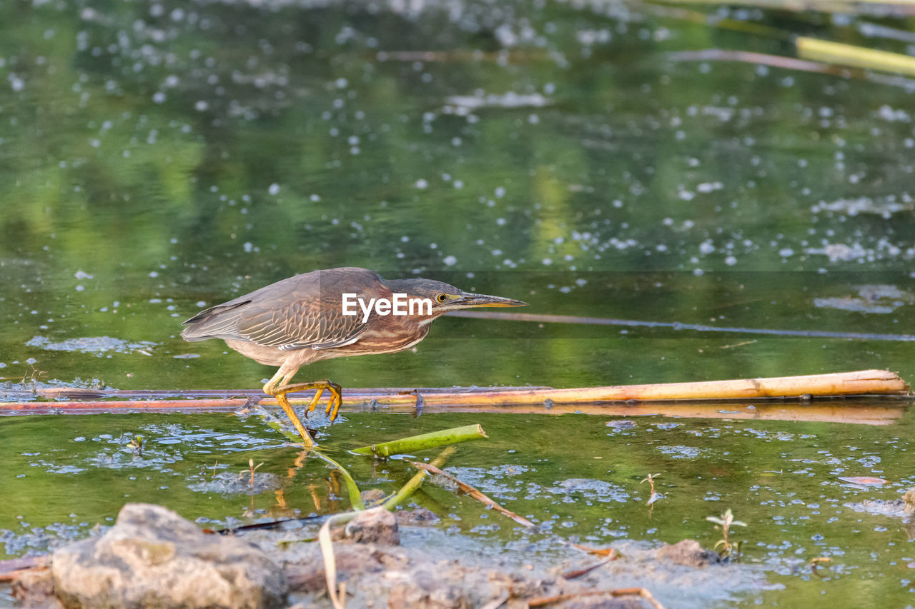 An american bitter wading near the shore of a pond filled with reeds while hunting for food.