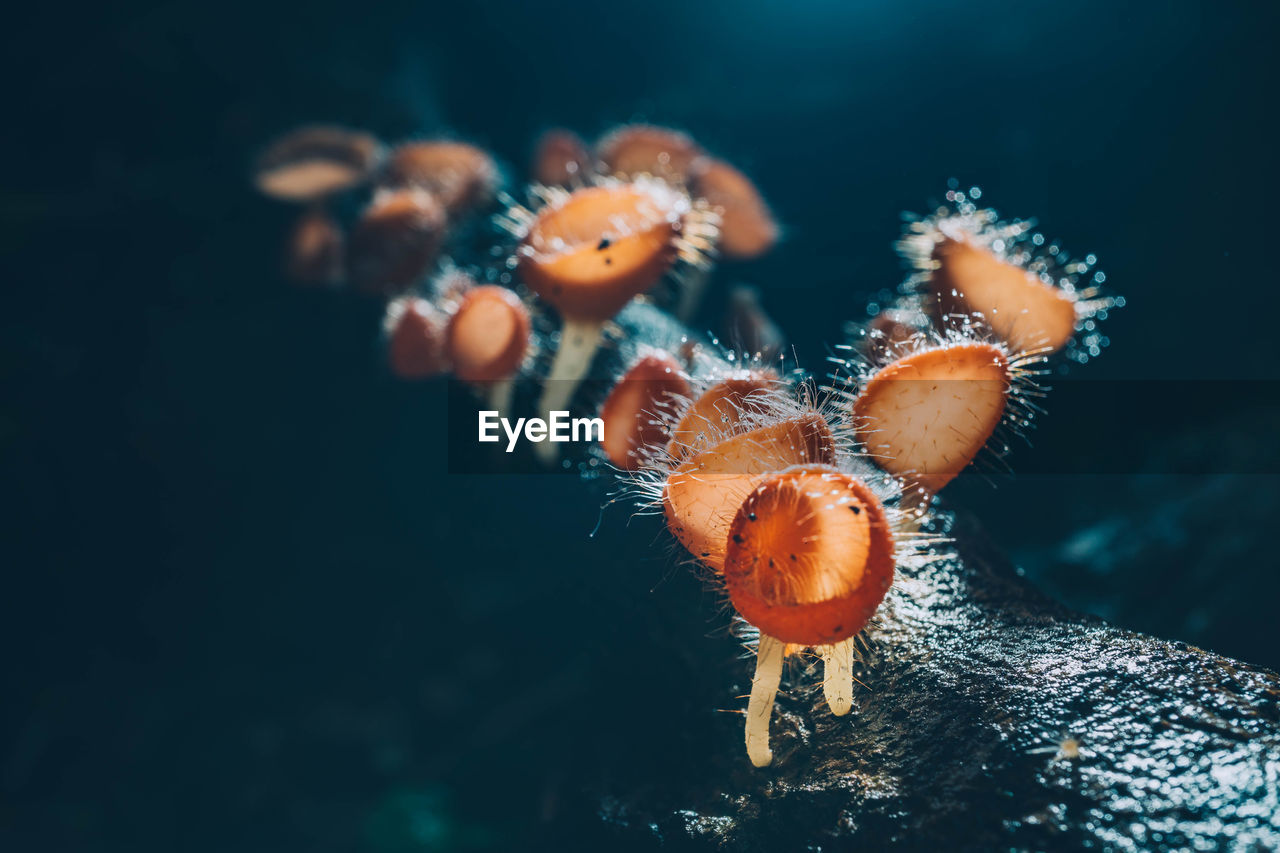 CLOSE-UP OF JELLYFISH SWIMMING