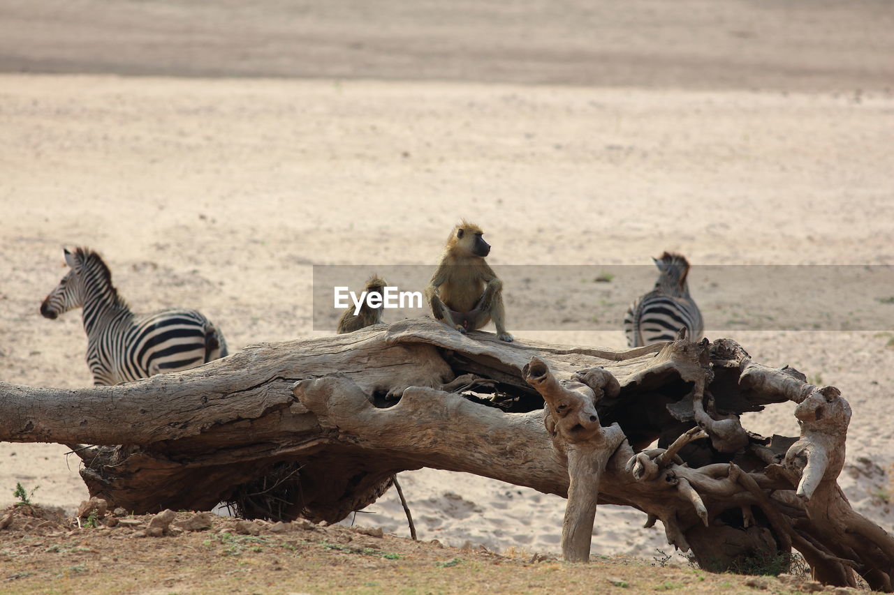 Animals at national park