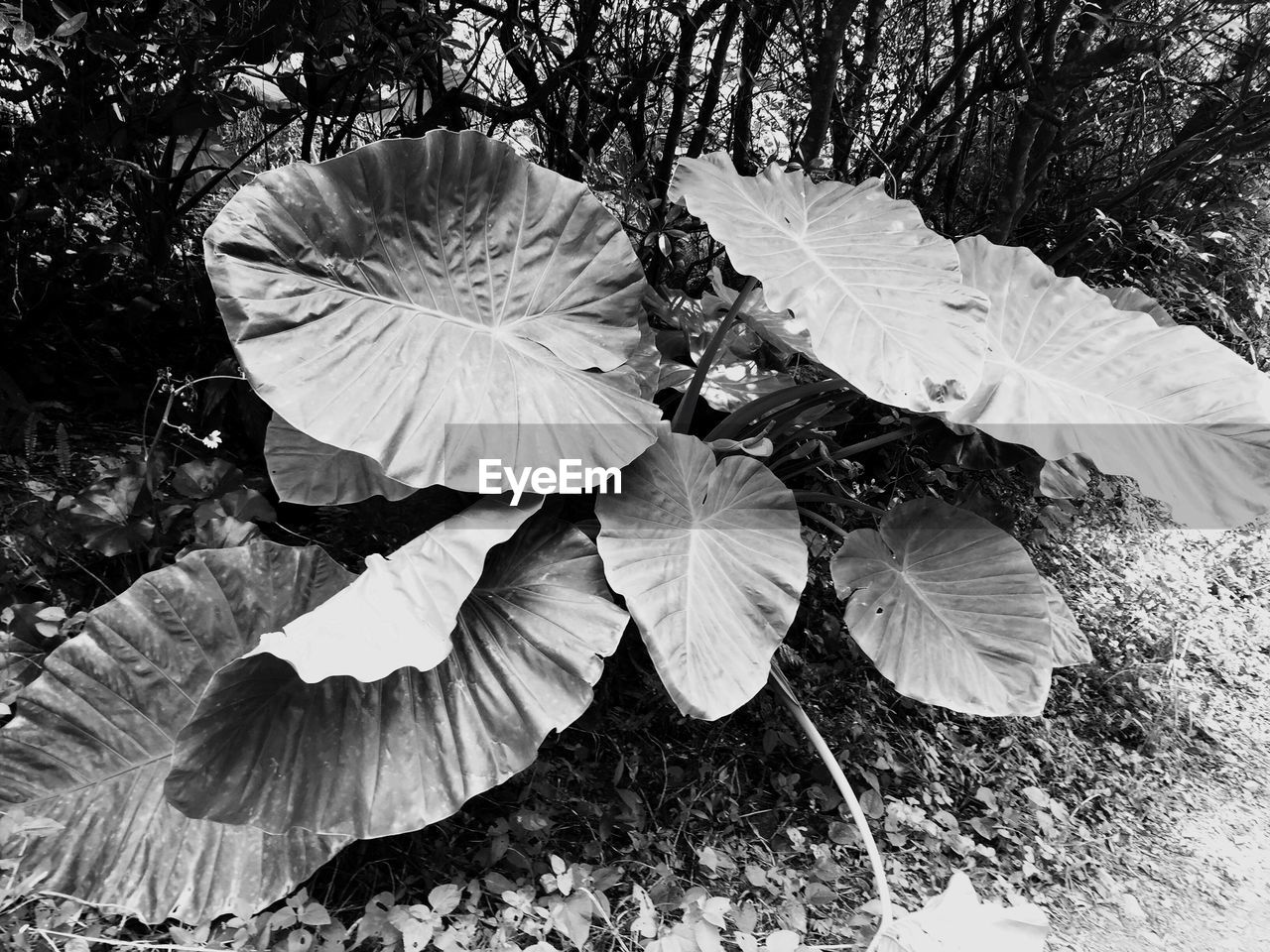 CLOSE-UP OF TREE LEAVES