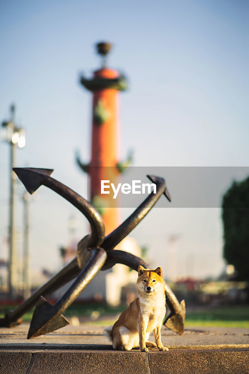 CLOSE-UP OF A CAT ON A METAL