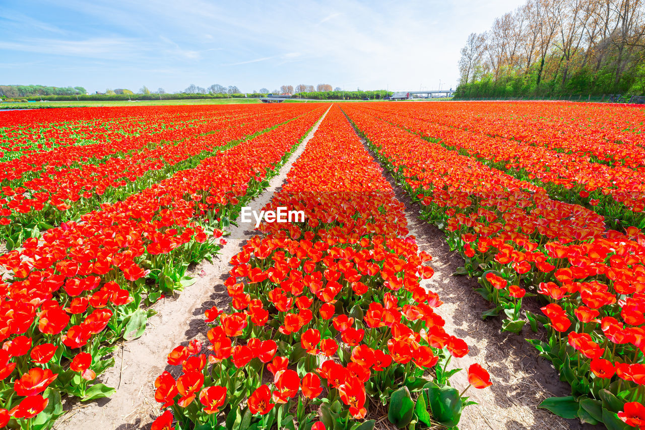 plant, flower, flowering plant, nature, beauty in nature, red, landscape, growth, freshness, agriculture, rural scene, tulip, land, field, sky, environment, in a row, abundance, no people, flowerbed, springtime, vibrant color, crop, scenics - nature, multi colored, day, outdoors, botany, cloud, farm, summer, fragility, tranquility, leaf, sunlight, plant part, flower head, idyllic, tranquil scene, diminishing perspective, blue