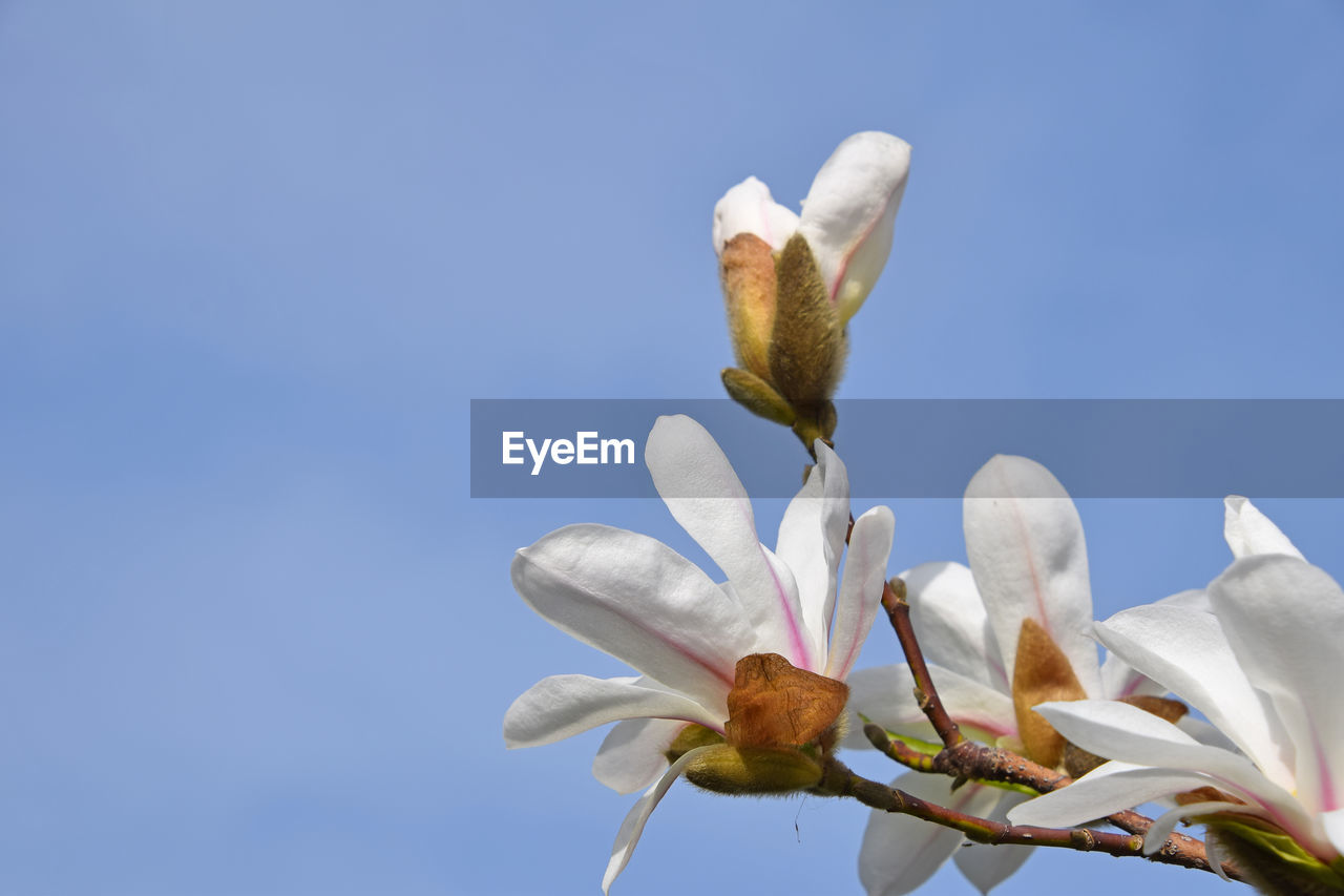 Low angle view of white flowers