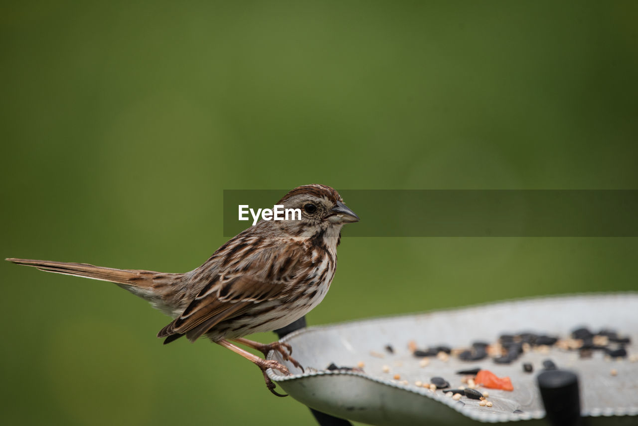 Close-up of bird perching on a feeder