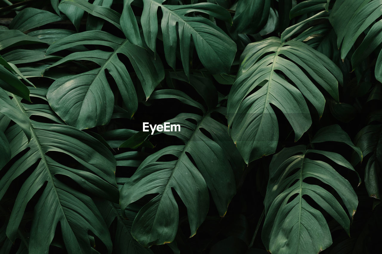 Full frame shot of green leaves