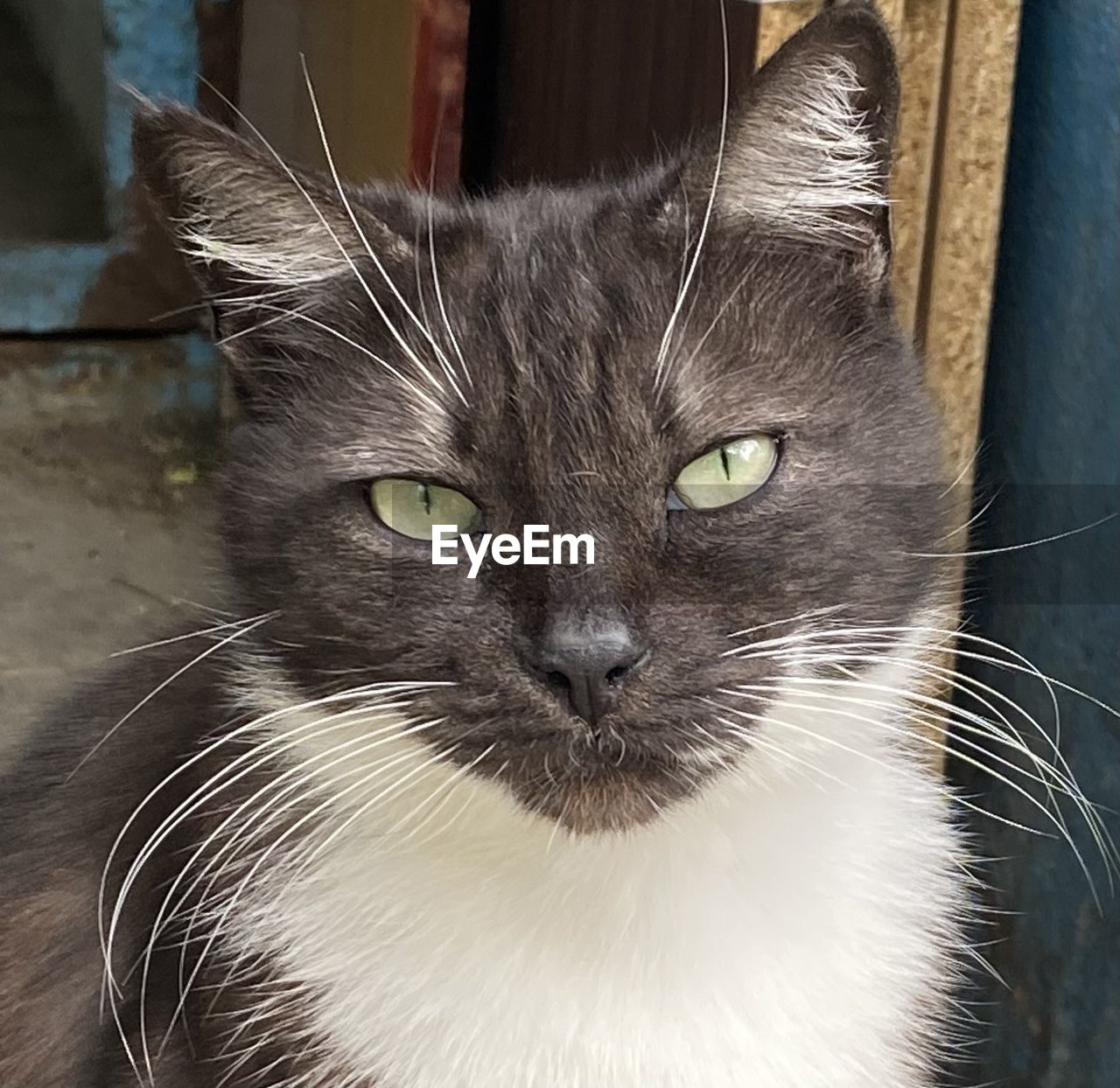 cat, animal themes, animal, pet, domestic cat, domestic animals, mammal, feline, one animal, whiskers, animal body part, portrait, looking at camera, close-up, felidae, small to medium-sized cats, animal hair, no people, animal head, eye, indoors
