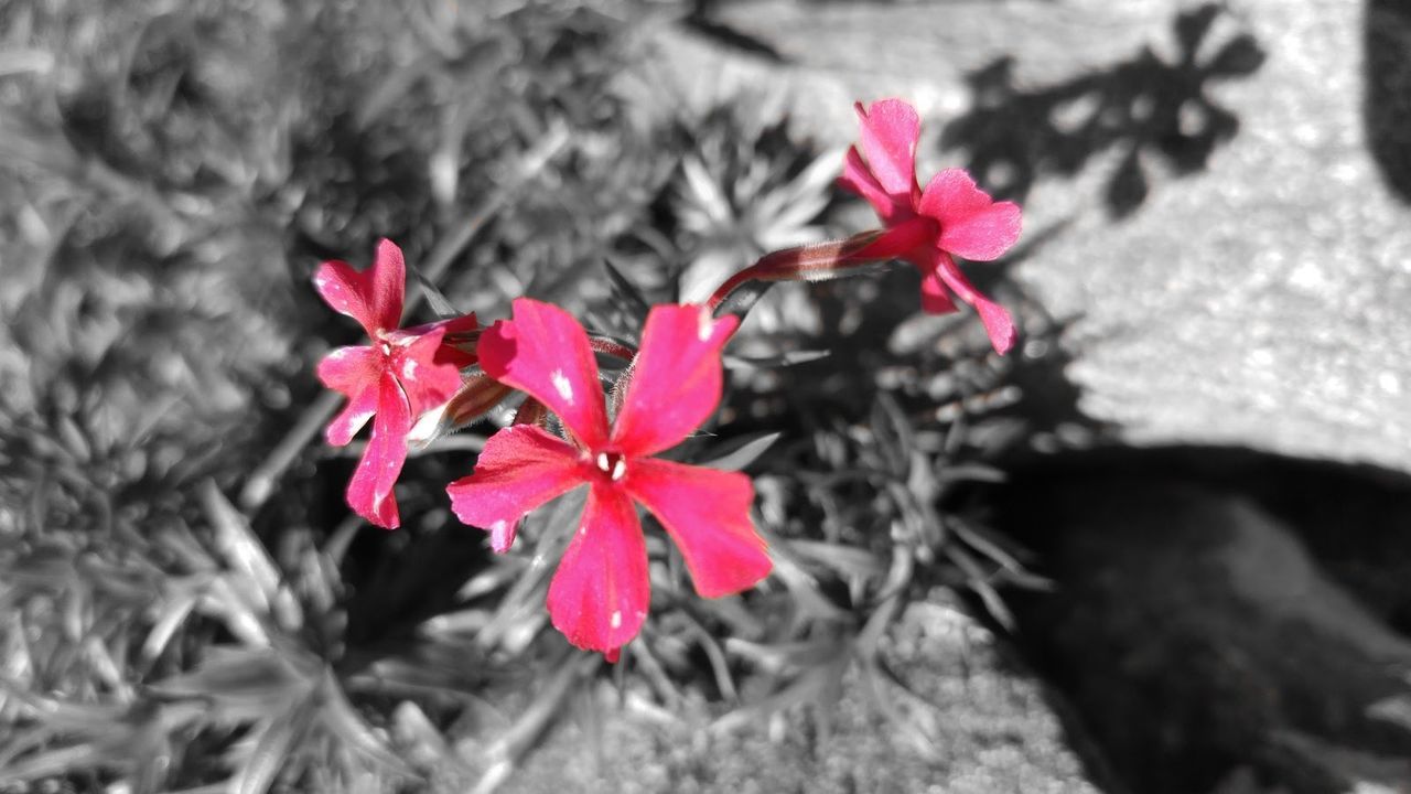 CLOSE-UP OF PINK FLOWERS