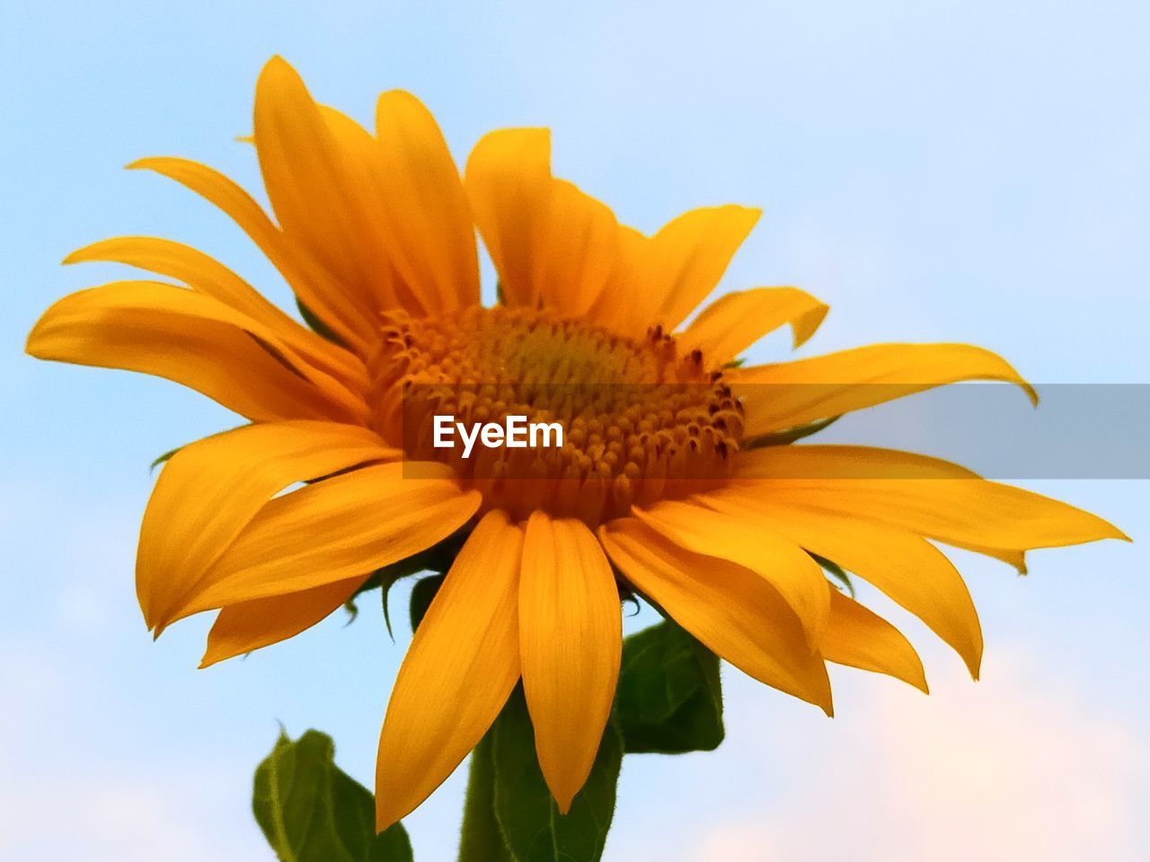 Close-up of sunflower against sky