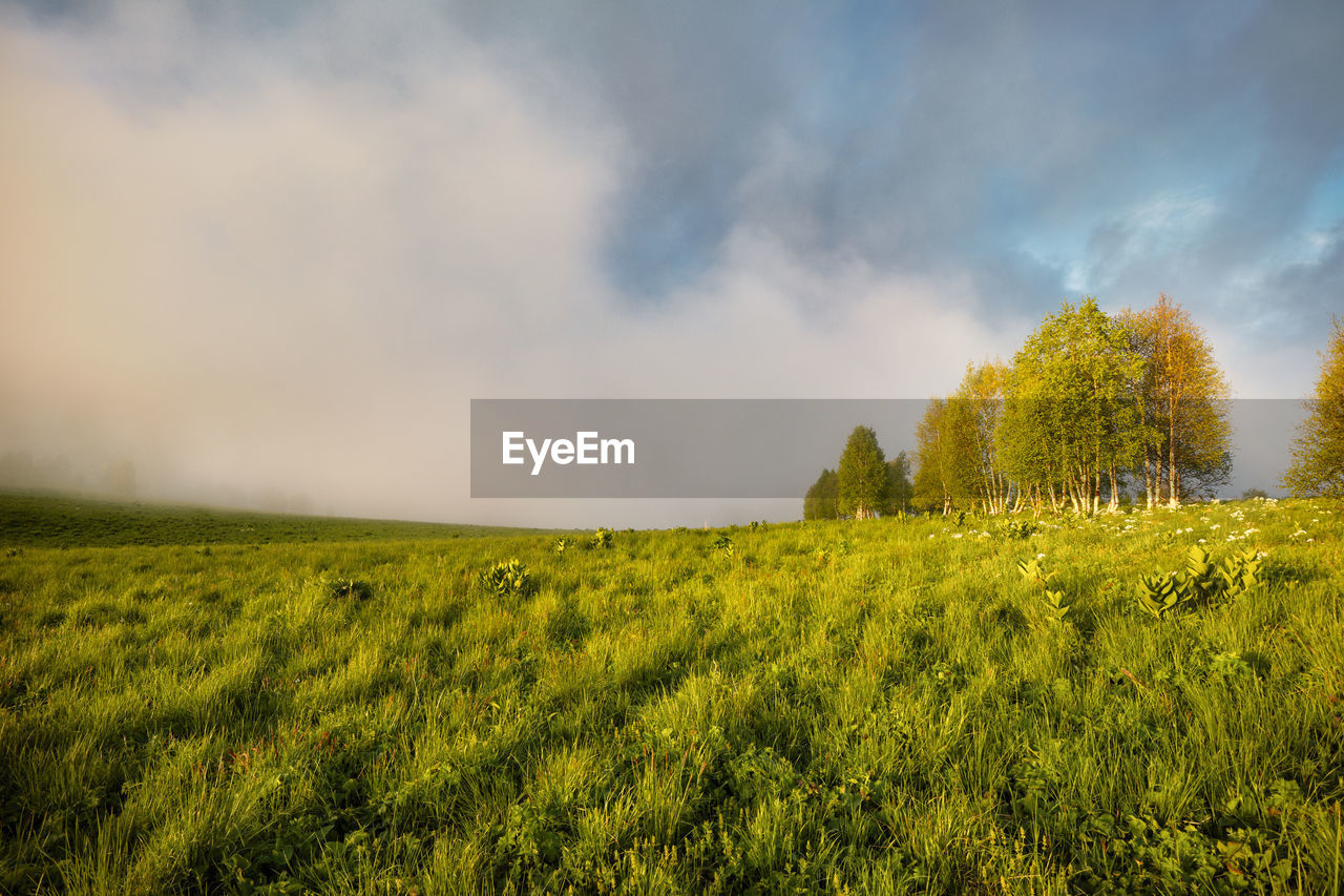 plant, nature, sky, landscape, environment, land, field, cloud, beauty in nature, morning, sunlight, scenics - nature, rural scene, horizon, rapeseed, grass, tree, yellow, hill, agriculture, tranquility, green, flower, rural area, crop, growth, tranquil scene, no people, grassland, meadow, non-urban scene, plain, outdoors, prairie, dramatic sky, idyllic, panoramic, canola, day, farm, autumn, summer, springtime, natural environment, leaf, fog, storm, cloudscape, cereal plant, forest, horizon over land, vibrant color