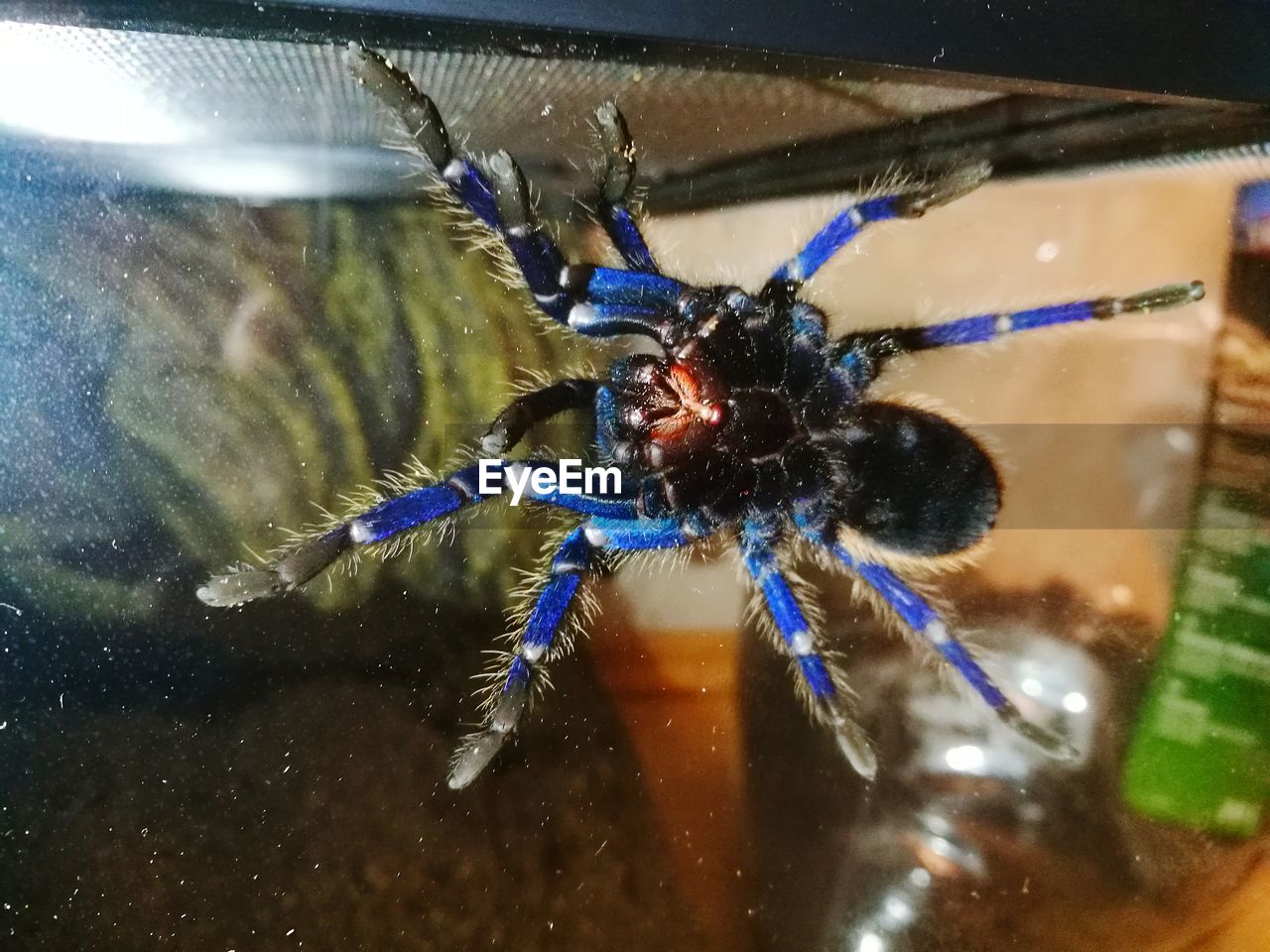 CLOSE-UP OF SPIDER ON WALL