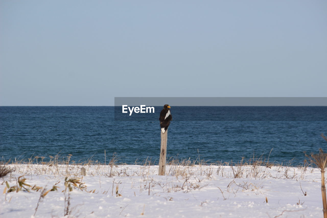 Steller's sea eagle staying in a tree on beach against clear sky