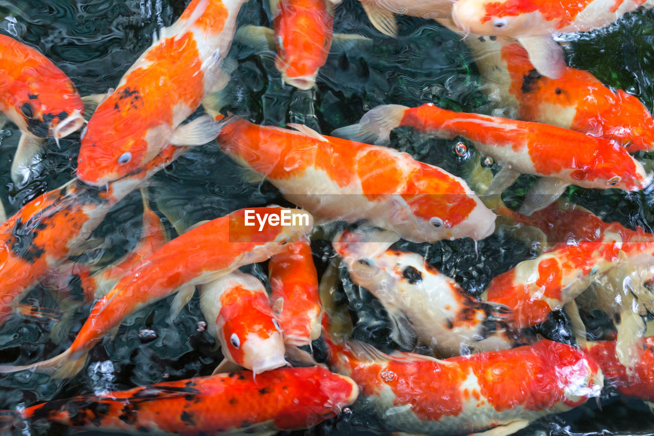 HIGH ANGLE VIEW OF KOI FISH IN WATER