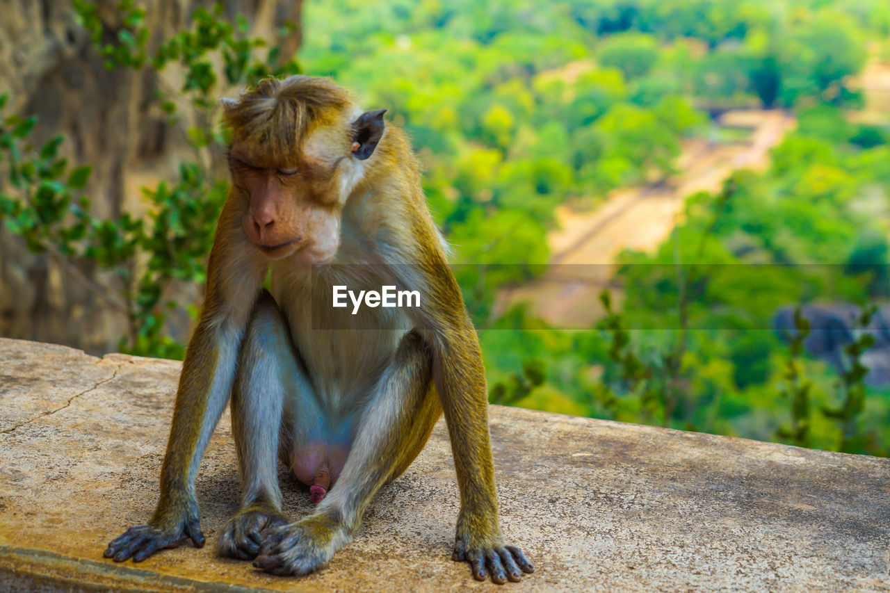 close-up of monkey sitting on retaining wall